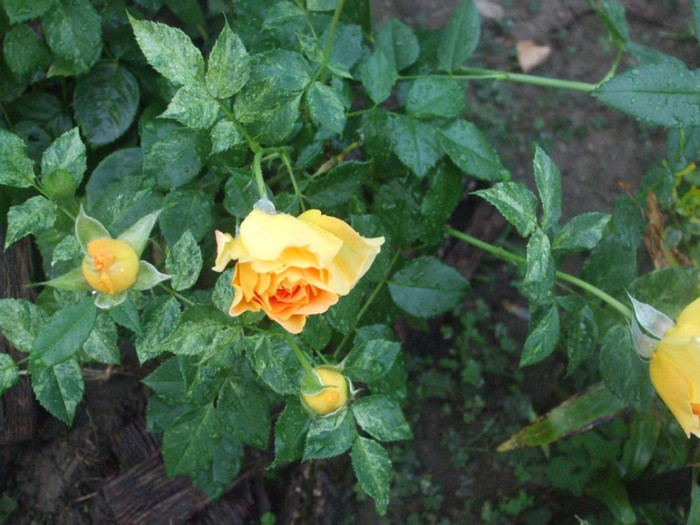 Goldelse
