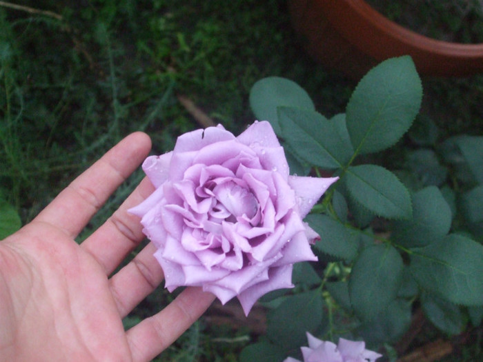 Mamie Blue