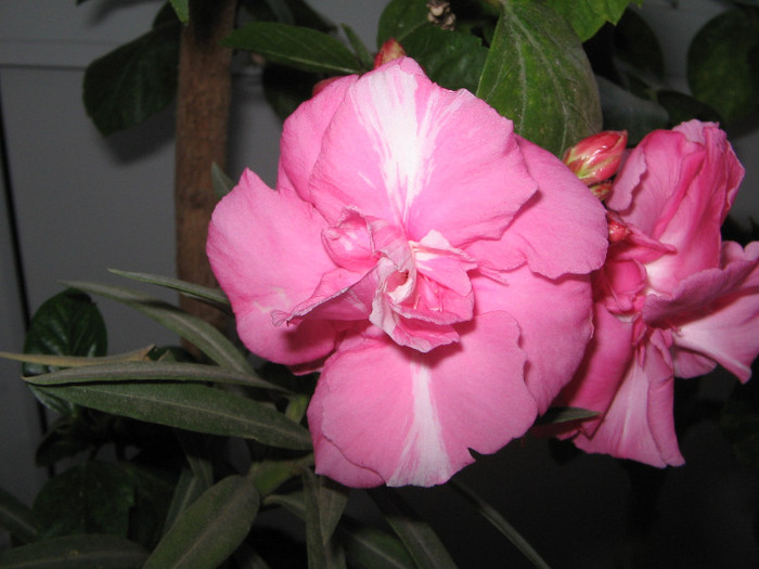 IMG_6693 - Leandrii 2012