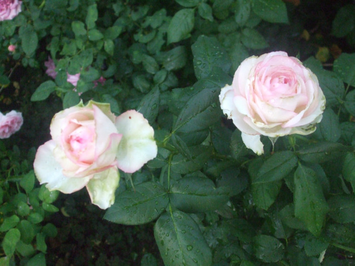 Rose Optimiste