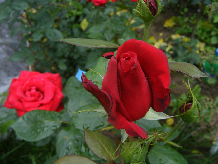 Dame de Coeur
