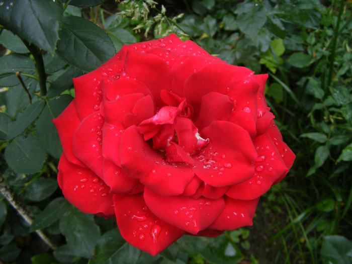 Dame de Coeur