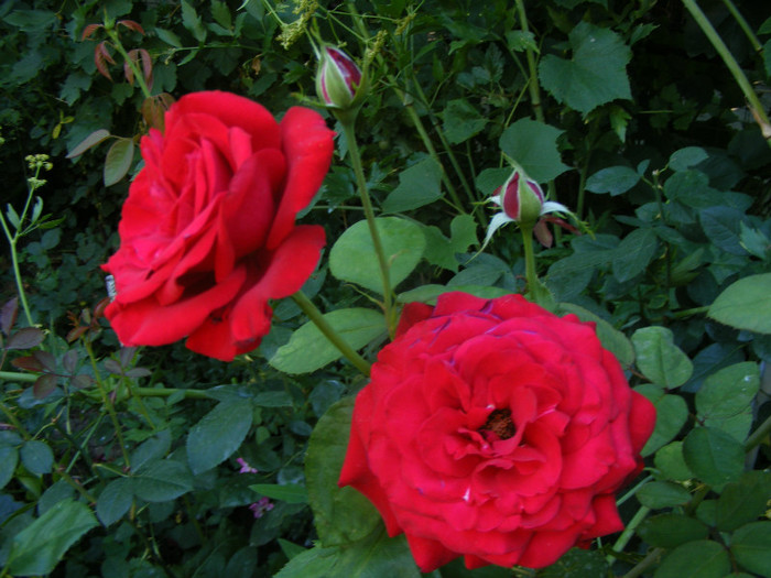 Dame de Coeur