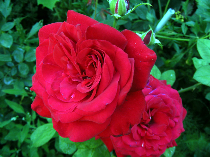Dame de Coeur