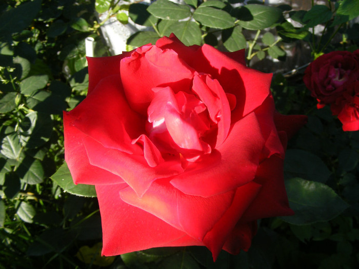 Dame de Coeur