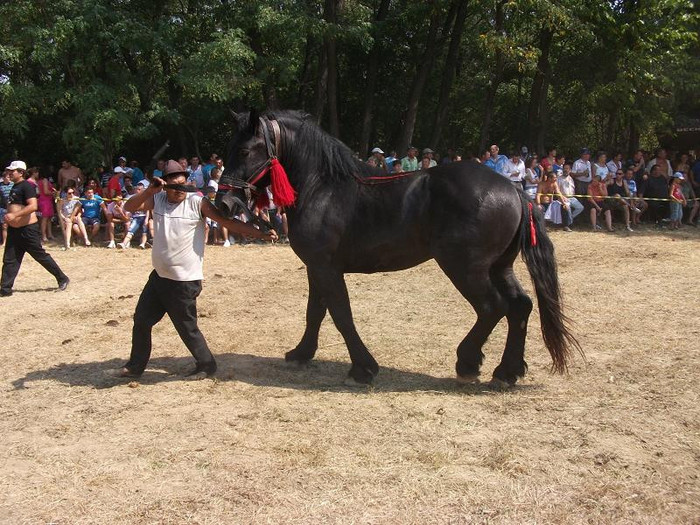DSCF5430 - expozitia de cai tauteu bihor 2012