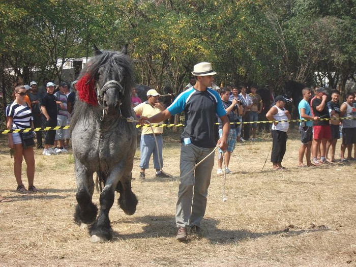 DSCF5449 - expozitia de cai tauteu bihor 2012