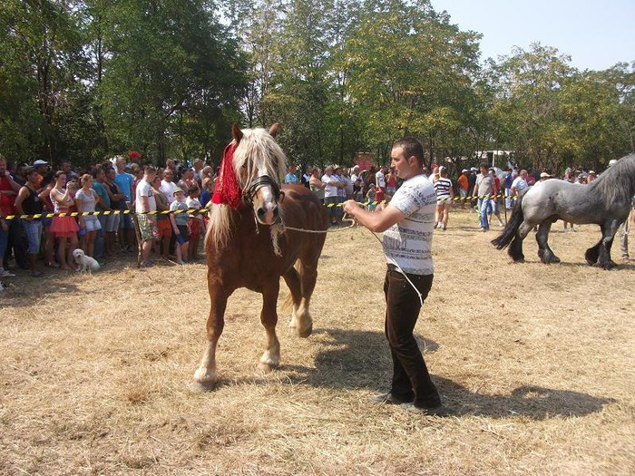 DSCF5454 - expozitia de cai tauteu bihor 2012