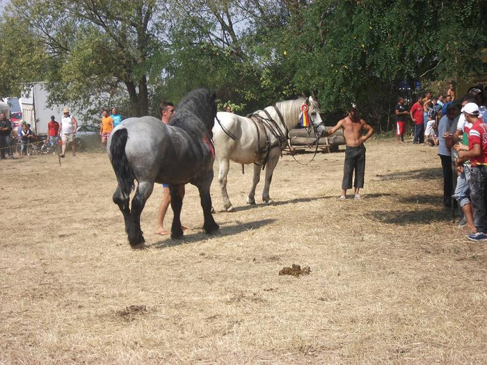 DSCF5455 - expozitia de cai tauteu bihor 2012