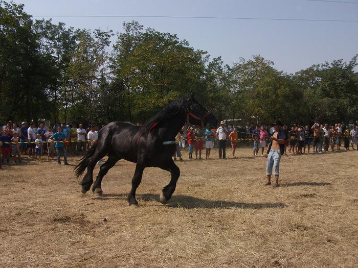 DSCF5463 - expozitia de cai tauteu bihor 2012