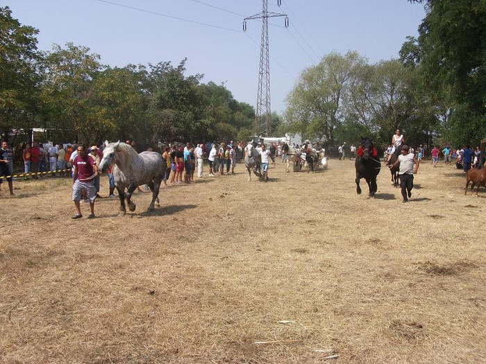 DSCF5474 - expozitia de cai tauteu bihor 2012