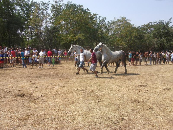 DSCF5462 - expozitia de cai tauteu bihor 2012