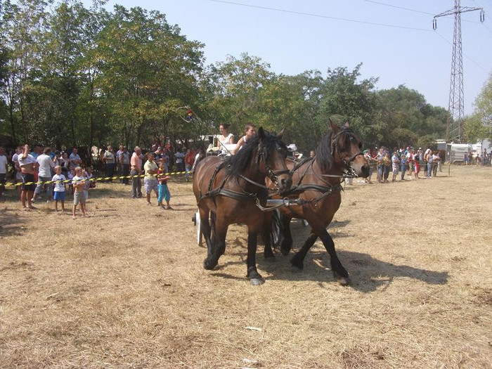 DSCF5480 - expozitia de cai tauteu bihor 2012