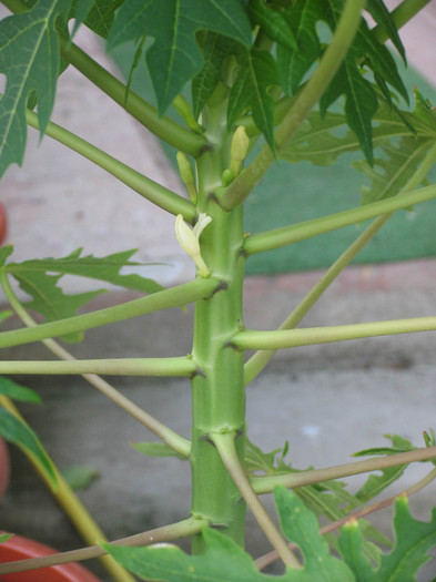 PAPAYA inflorita