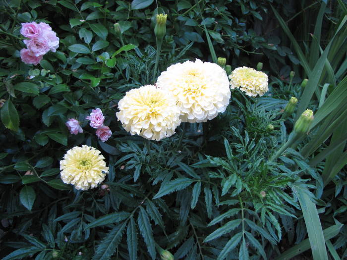 craite vanilla; am achizitionat
