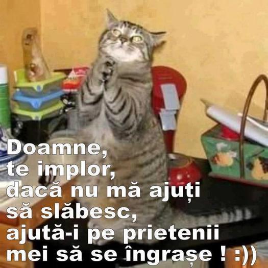 549653_221990904594255_251512047_n - Funny