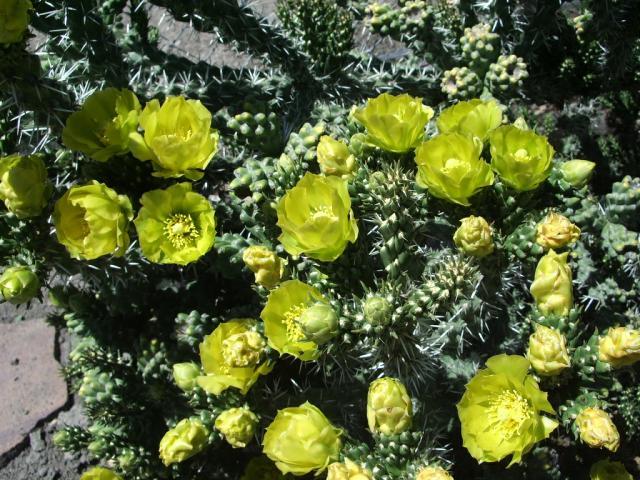 Cylindropuntia whipplei - Wish list