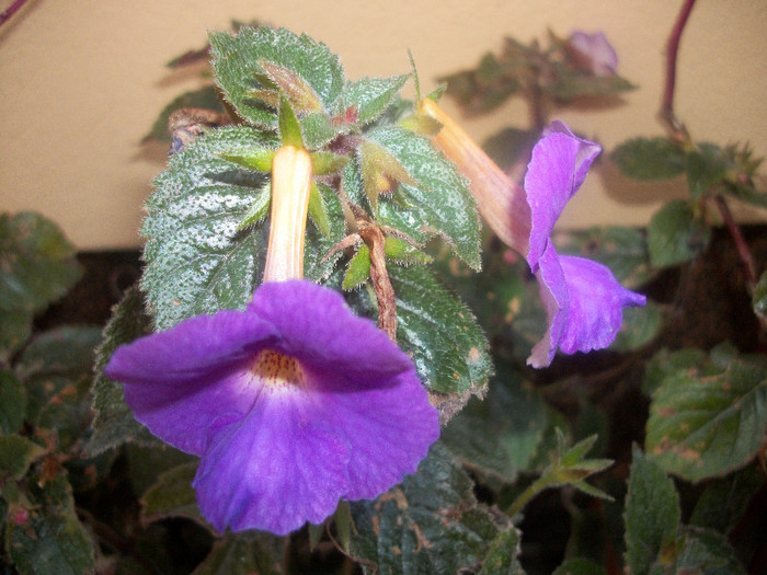 100_3764 - achimenes