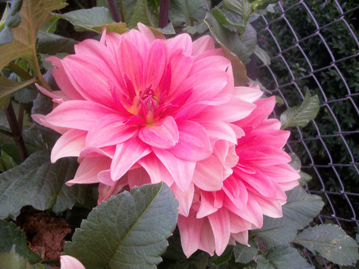 100_3866 - dalii 2012