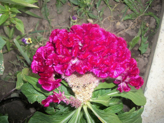 100_3806 - celosia 2012