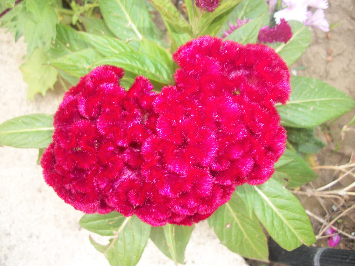 100_3907 - celosia 2012