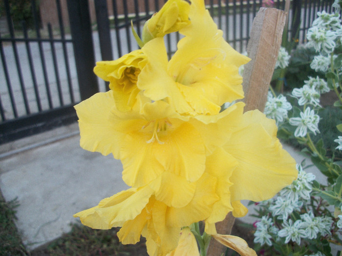 100_3813 - gladiole 2012