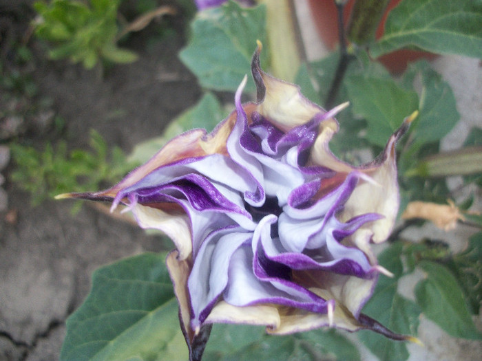 100_3809 - datura 2012