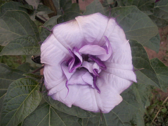 100_3895 - datura 2012