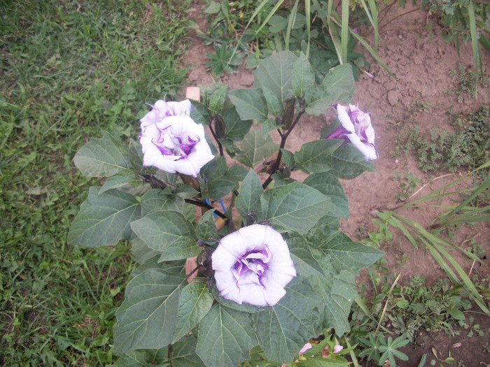 100_3896 - datura 2012