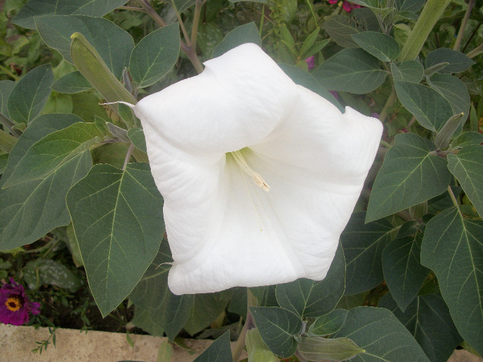 100_3897 - datura 2012