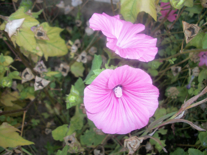 100_3820 - malope 2012