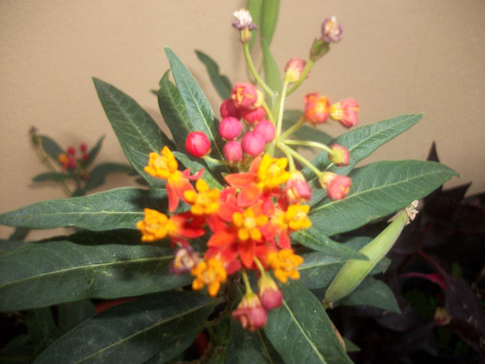 100_3839 - asclepias