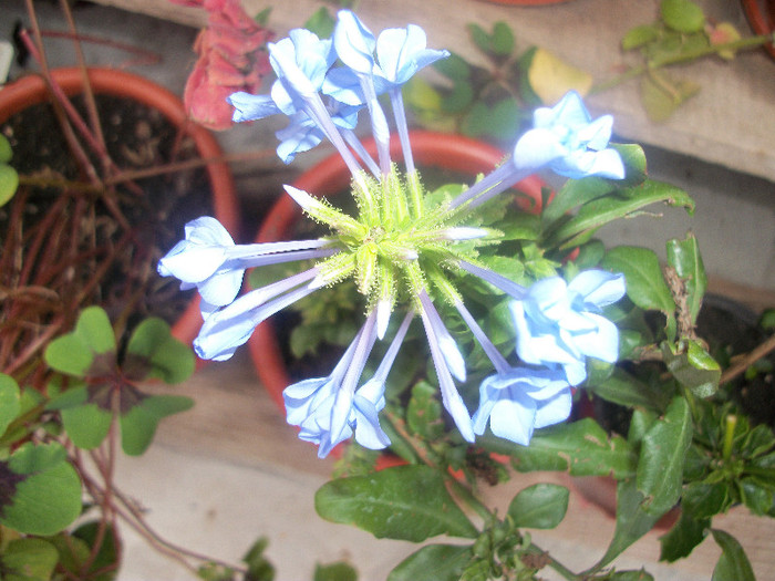 100_3846 - plumbago