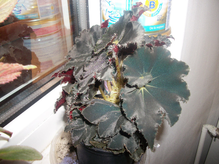 100_3841 - begonia neagra