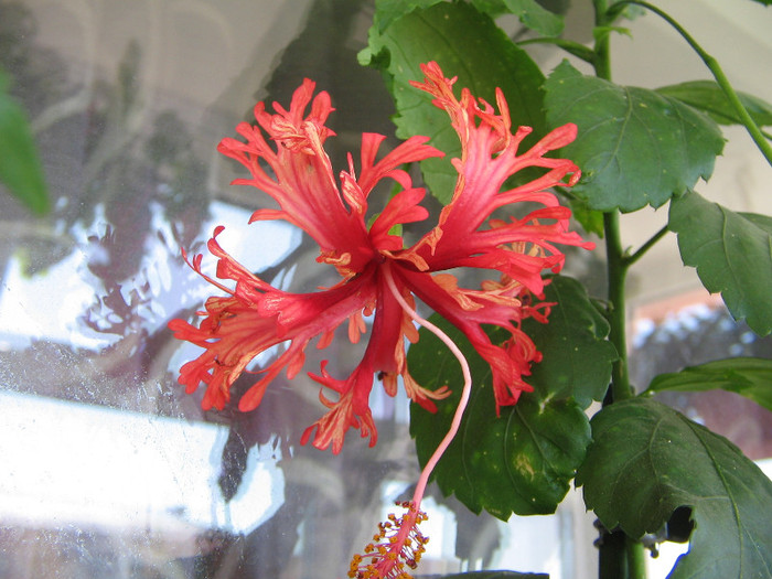 09.09.2012, inca o danteluta - Schizopetalus 2012