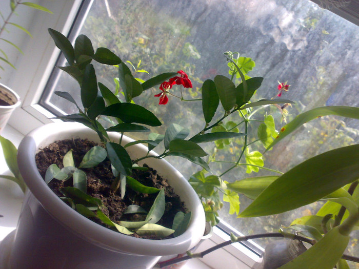 Lamai( 9 sept 2012) - plante