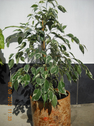 ficus benjamina