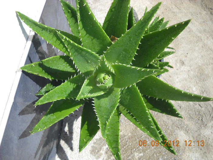 aloe