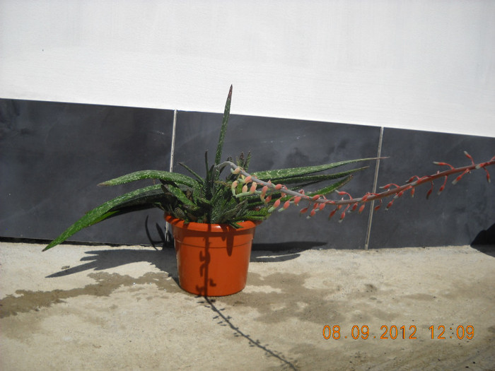 gasteria