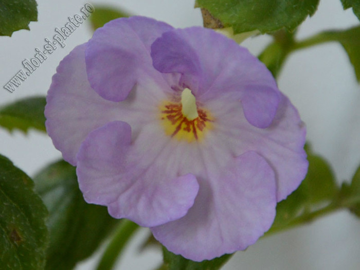 Achimenes Champs De Lavande - ACHIMENES II
