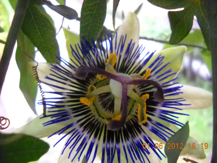 passiflora - flori