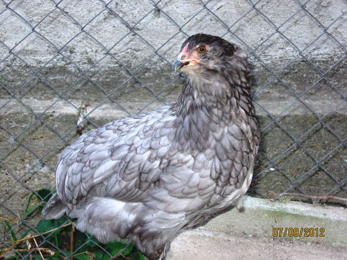 o araucana ratacita