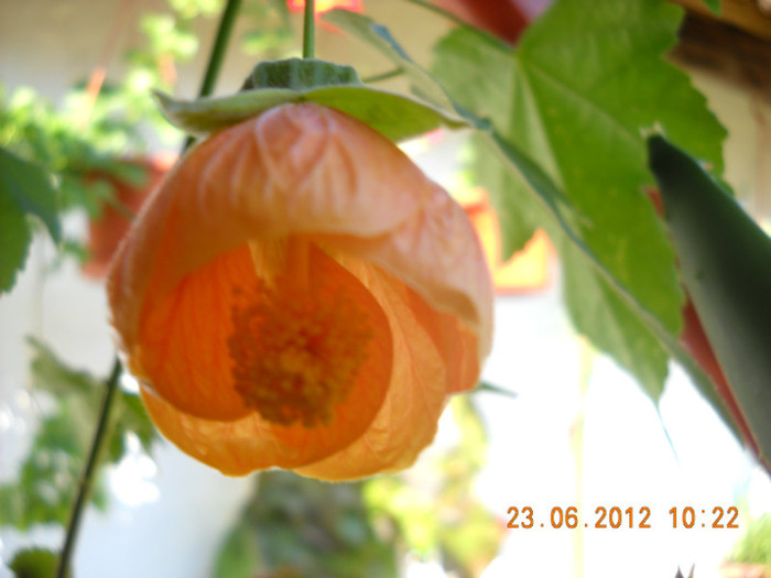 floricica abutilon