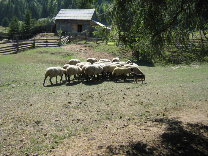 facem schimb de berbeci