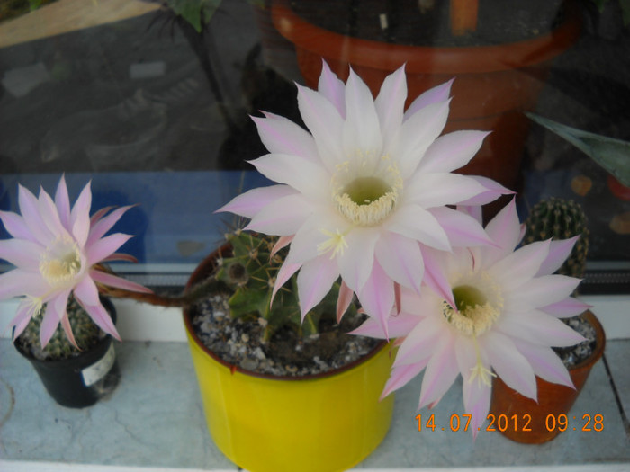 DSCN6006 - flori