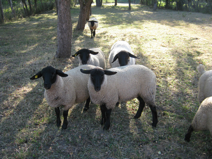 cel dus de noi