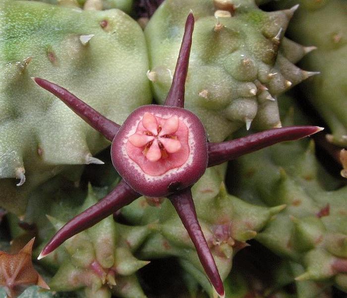 Duvalia caespitosa- gasit - Wish list
