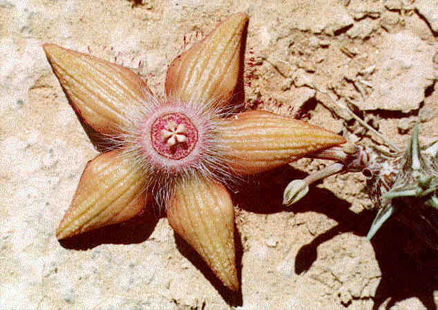 Duvalia sulcata - Wish list