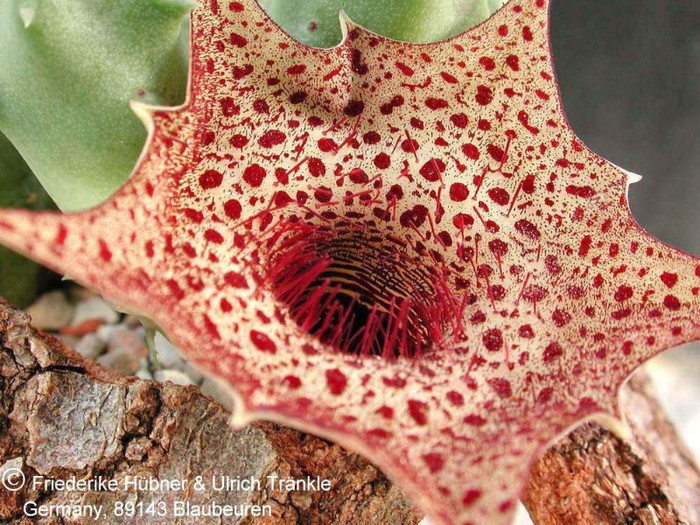 Huernia campanulata - Wish list