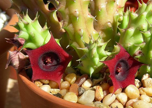 Huernia_schneideriana - Wish list
